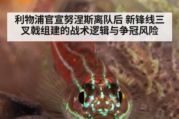 利物浦官宣努涅斯离队后 新锋线三叉戟组建的战术逻辑与争冠风险